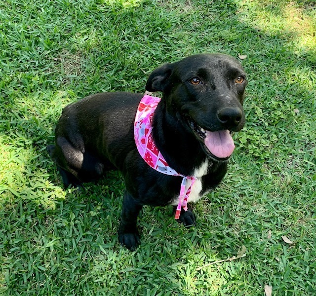Katie, an adoptable Labrador Retriever & Hound Mix in Brewster , NY_image-1