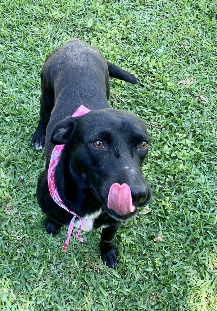 Katie, an adoptable Labrador Retriever & Hound Mix in Brewster , NY_image-2