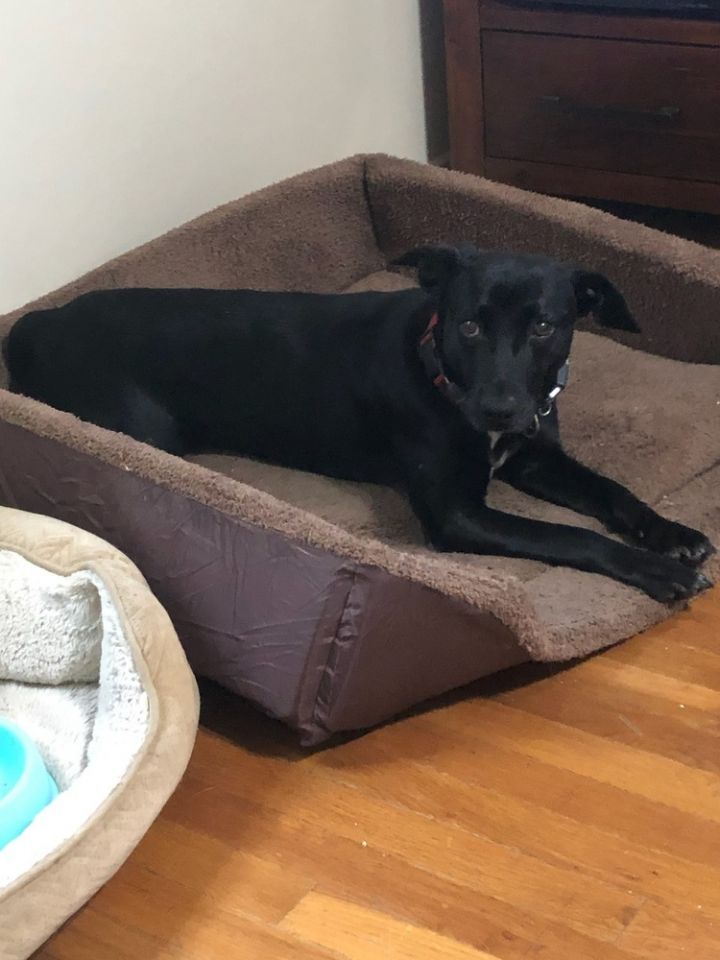 Katie, an adoptable Labrador Retriever & Hound Mix in Brewster , NY_image-3