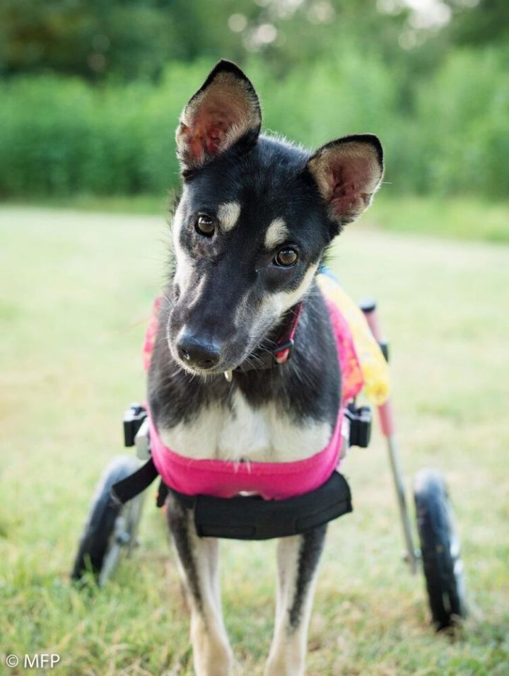 Navya, an adoptable Australian Kelpie & German Shepherd Dog Mix in Brewster , NY_image-5