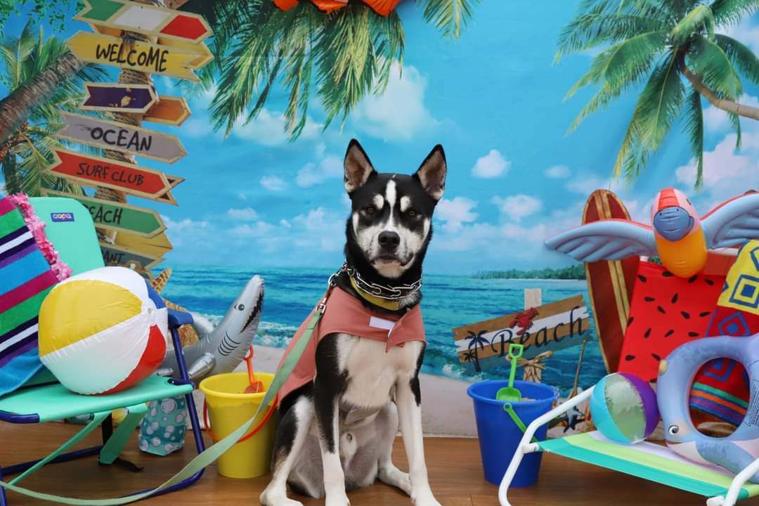 Olly, an adoptable Husky in Racine, WI, 53405 | Photo Image 2