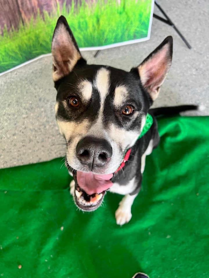 Olly, an adoptable Husky in Racine, WI, 53405 | Photo Image 1