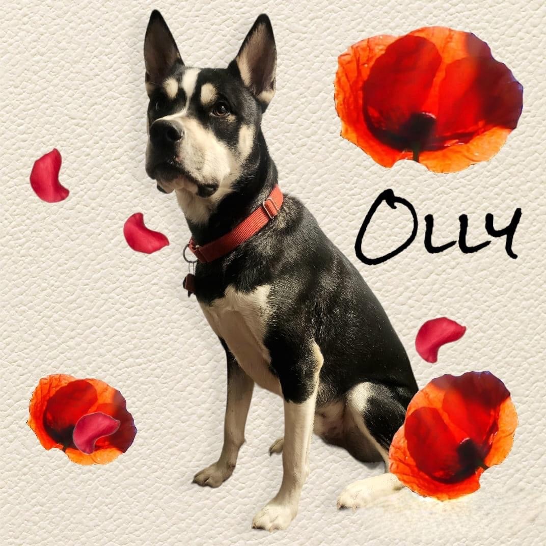 Olly, an adoptable Husky in Racine, WI, 53405 | Photo Image 6