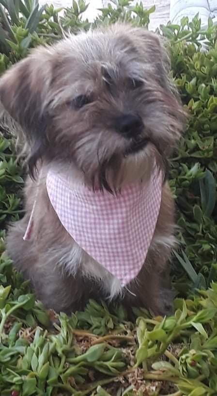 Brownie, an adopted Yorkshire Terrier & Maltese Mix in San Diego, CA_image-3