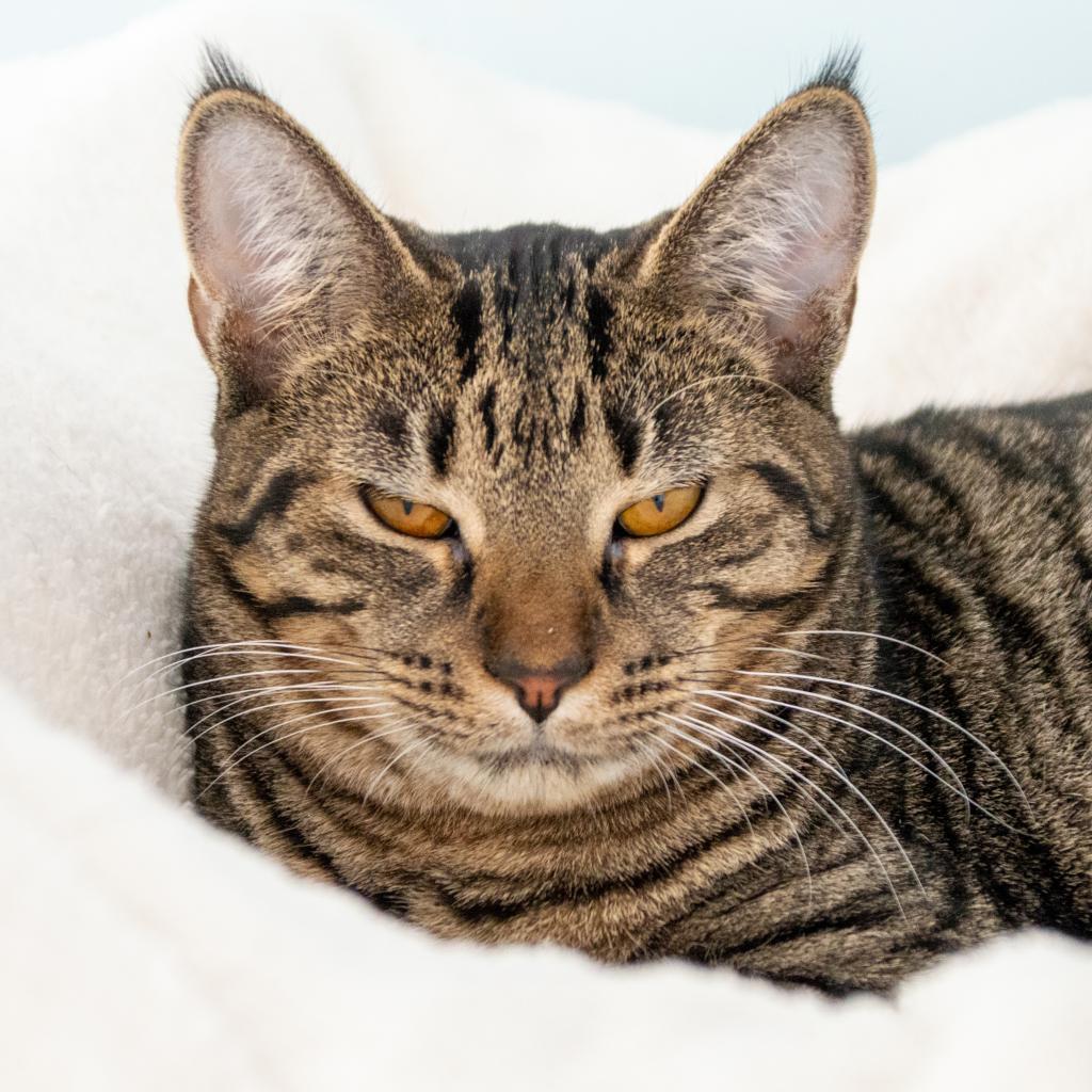 Phoebe, an adoptable Domestic Short Hair in Middletown, NY, 10940 | Photo Image 1