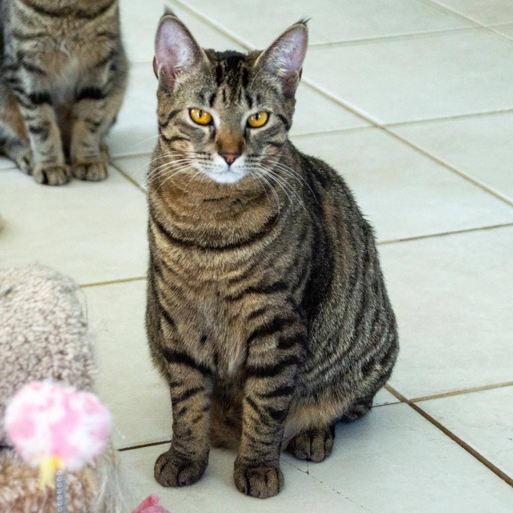 Phoebe, an adoptable Domestic Short Hair in Middletown, NY, 10940 | Photo Image 2