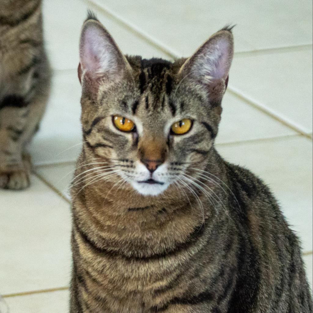 Phoebe, an adoptable Domestic Short Hair in Middletown, NY, 10940 | Photo Image 3