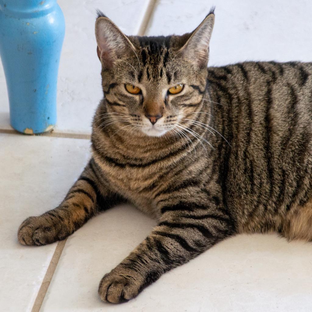 Phoebe, an adoptable Domestic Short Hair in Middletown, NY, 10940 | Photo Image 5