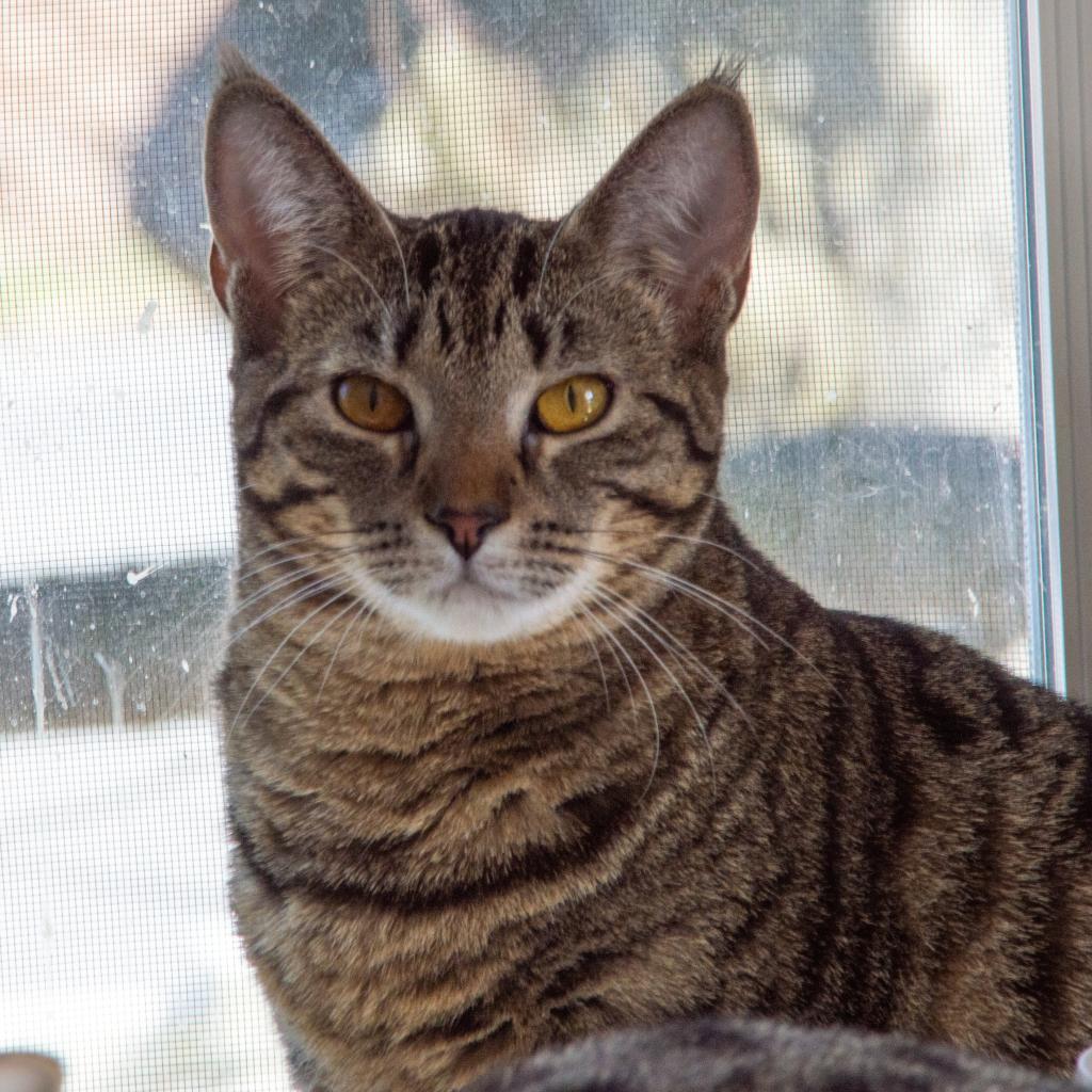 Phoebe, an adoptable Domestic Short Hair in Middletown, NY, 10940 | Photo Image 6