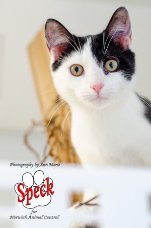 Cats For Adoption Near Norwich Ct Petfinder