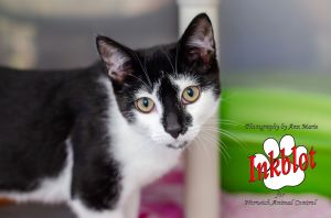 Cats For Adoption Near Norwich Ct Petfinder