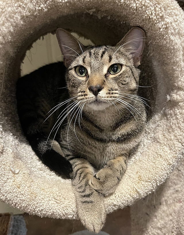 Stardust Slick, an adoptable Domestic Short Hair in Tampa, FL, 33685 | Photo Image 1