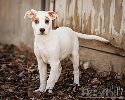 Josie, an adoptable Terrier Mix in Owensboro, KY_image-2