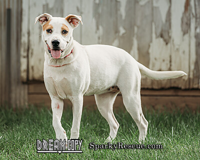 Josie, an adoptable Terrier Mix in Owensboro, KY_image-1