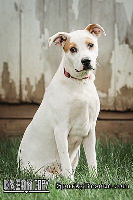Josie, an adoptable Terrier Mix in Owensboro, KY_image-3