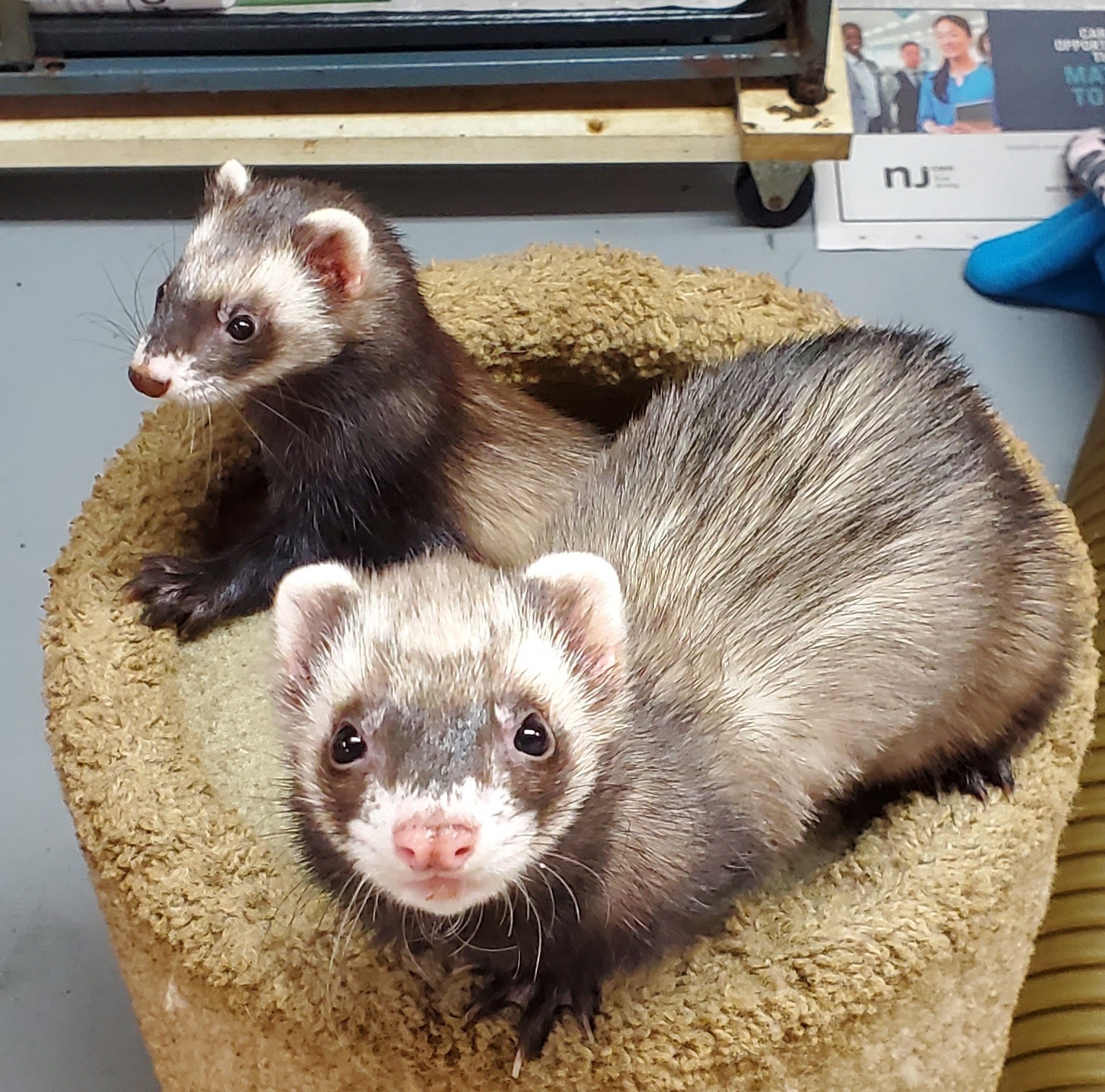 Ferret for adoption - Peter, a Ferret in Randolph, NJ | Petfinder