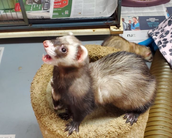 Ferret for adoption - Peter, a Ferret in Randolph, NJ | Petfinder