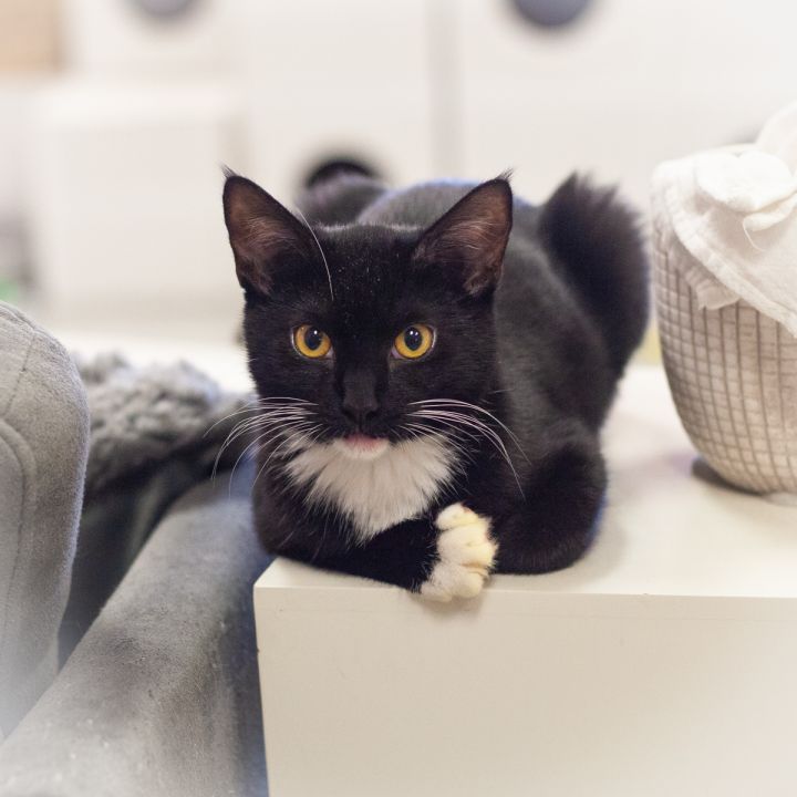 Mistelee, an adoptable Tuxedo & Domestic Short Hair Mix in Ponte Vedra, FL_image-1