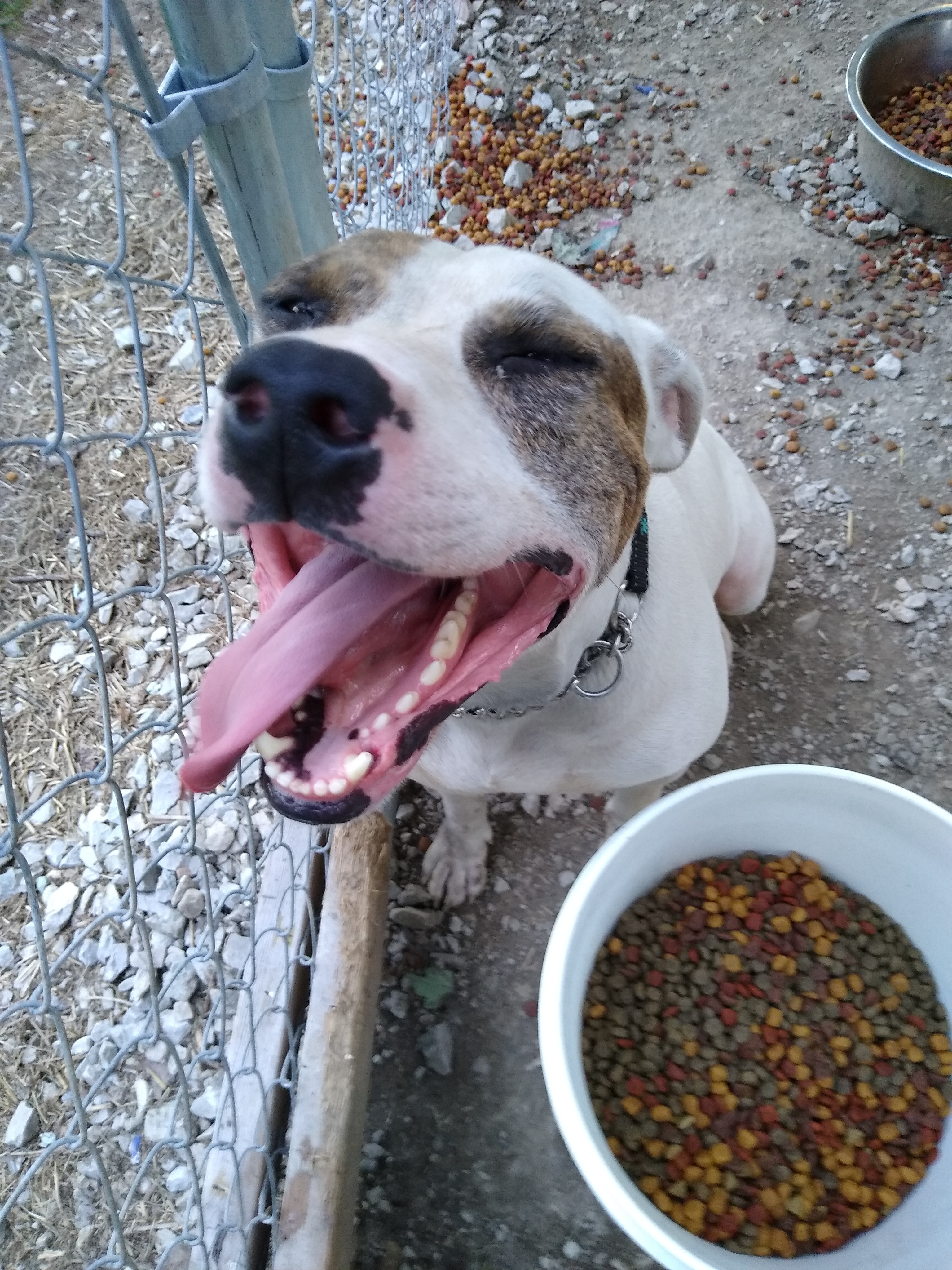 August aka Auggie Doggie, an adoptable American Bulldog, Hound in Jasonville, IN, 47438 | Photo Image 2