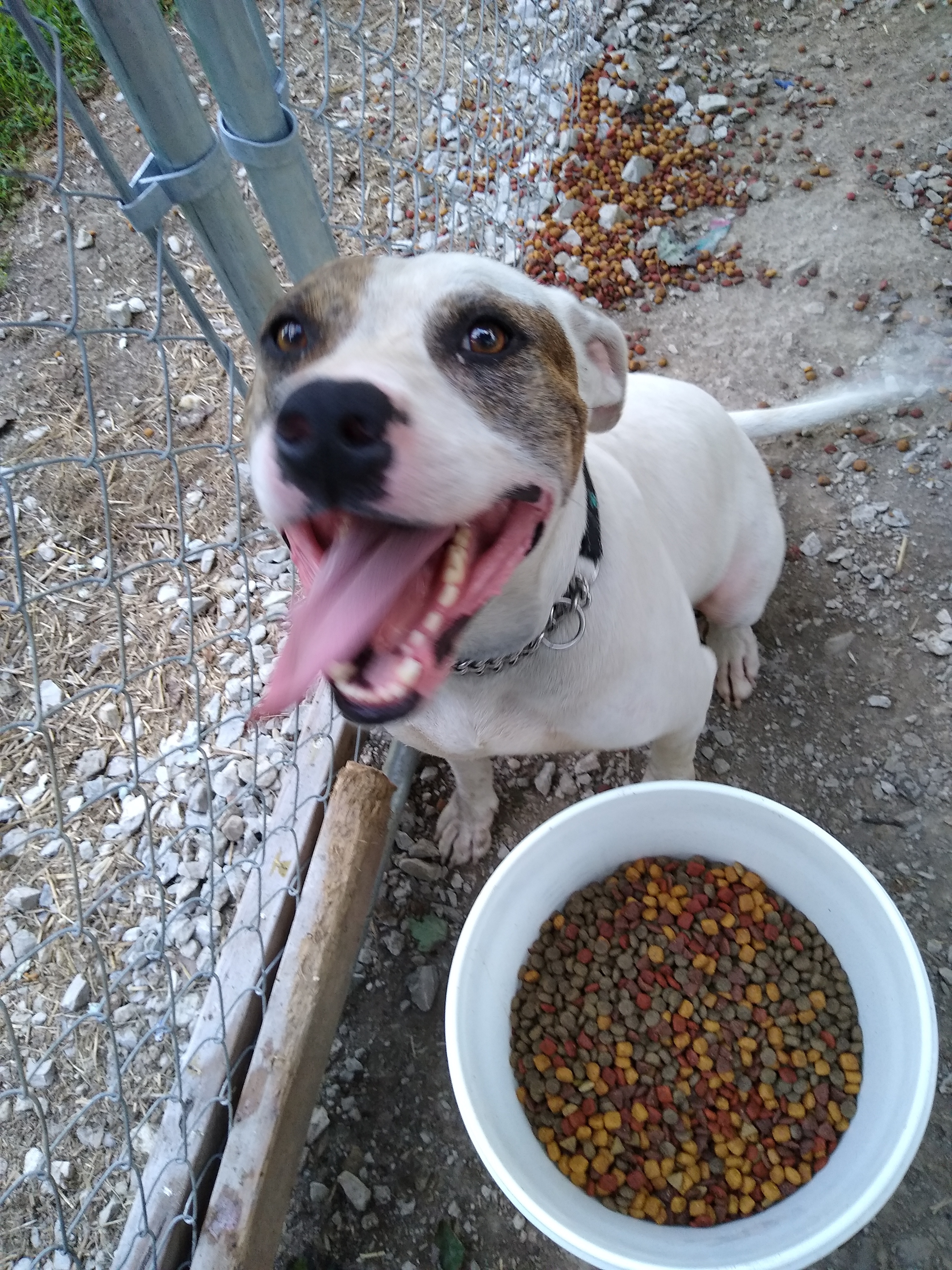 August aka Auggie Doggie, an adoptable American Bulldog, Hound in Jasonville, IN, 47438 | Photo Image 3