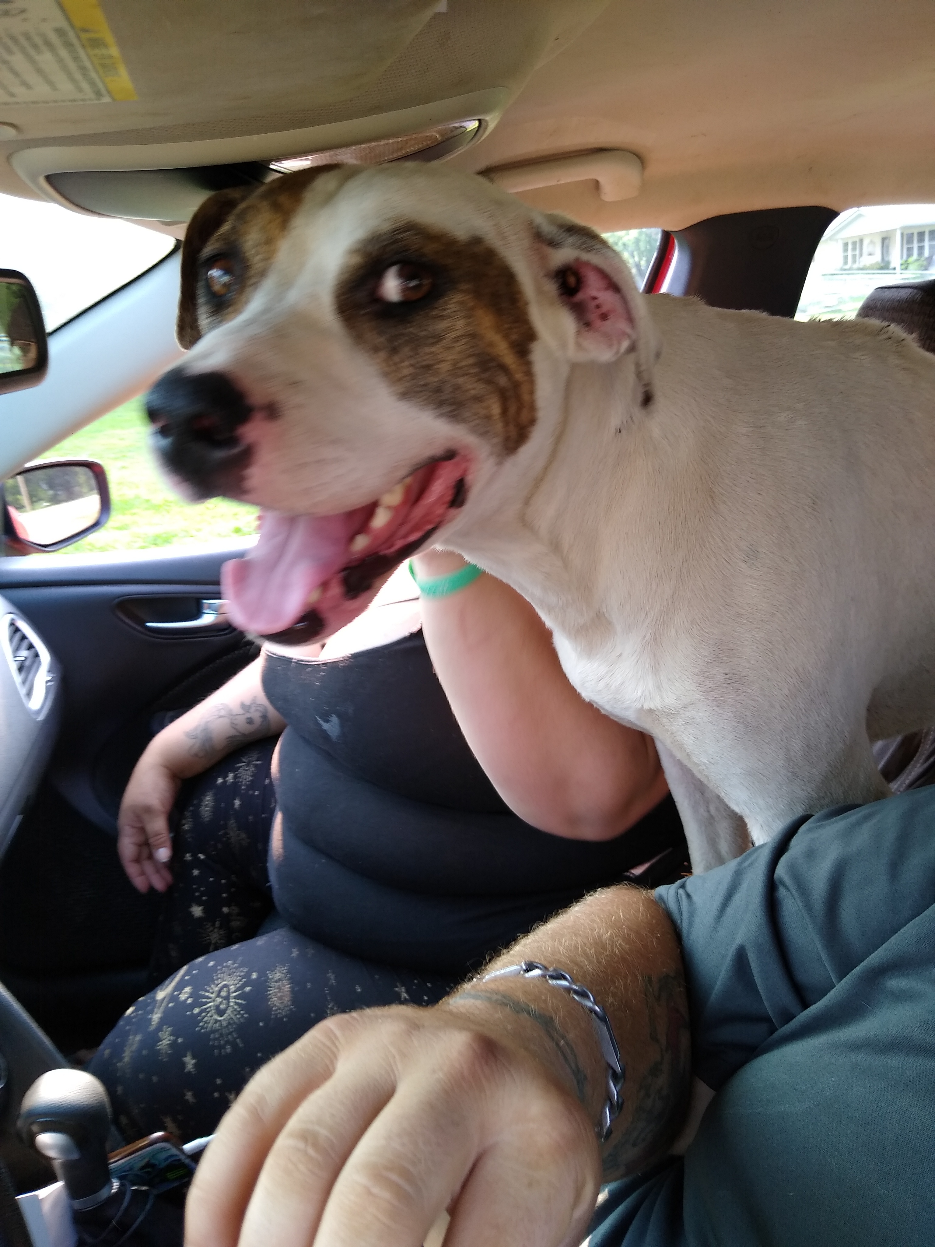 August aka Auggie Doggie, an adoptable American Bulldog, Hound in Jasonville, IN, 47438 | Photo Image 4
