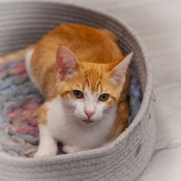 Wilmont, an adoptable Domestic Short Hair in Ponte Vedra, FL_image-2