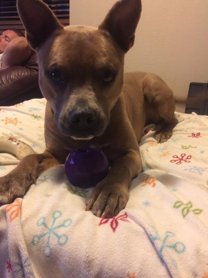 Teddy Bear, an adoptable Pit Bull Terrier, American Bulldog in Wittmann, AZ, 85361 | Photo Image 3