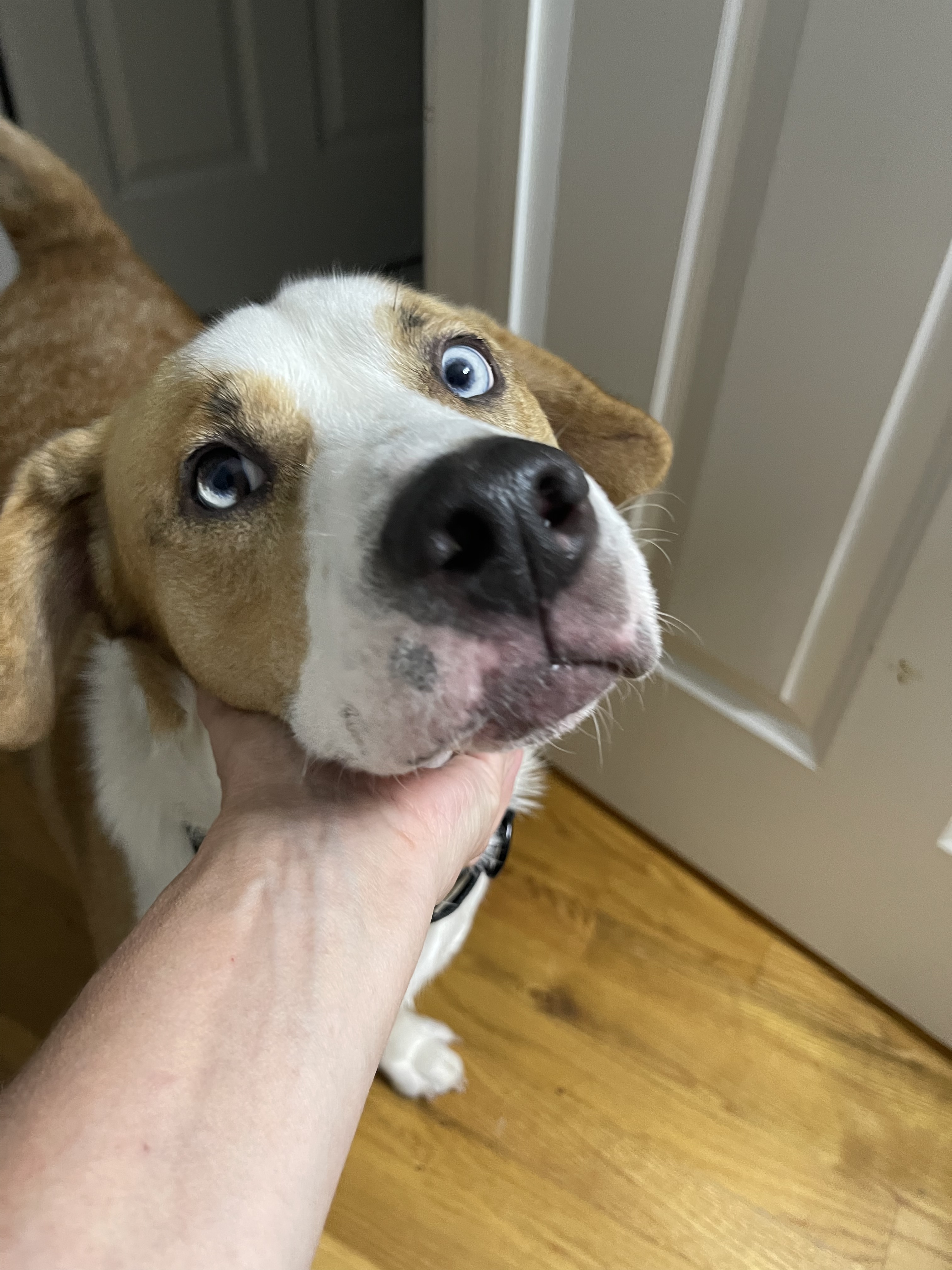 Gunther, an adoptable Hound, Siberian Husky in Lewis Center, OH, 43035 | Photo Image 3