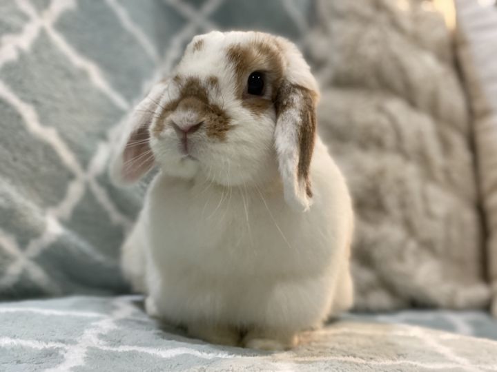 Holland lop sale bunny adoption