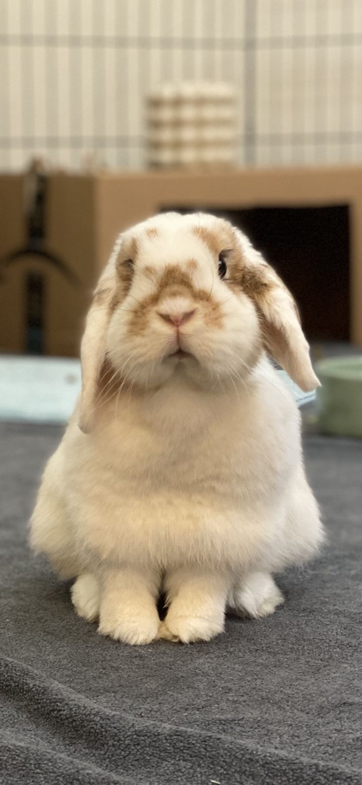 Holland lop sale bunny adoption