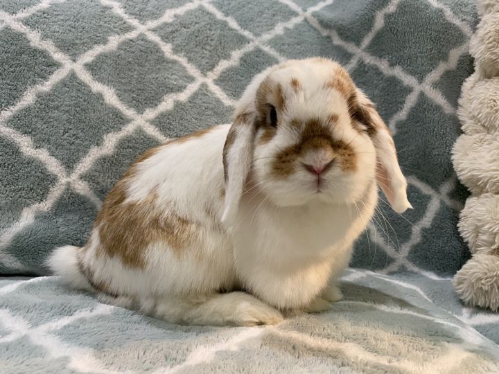 Mini lop sales bunny adoption