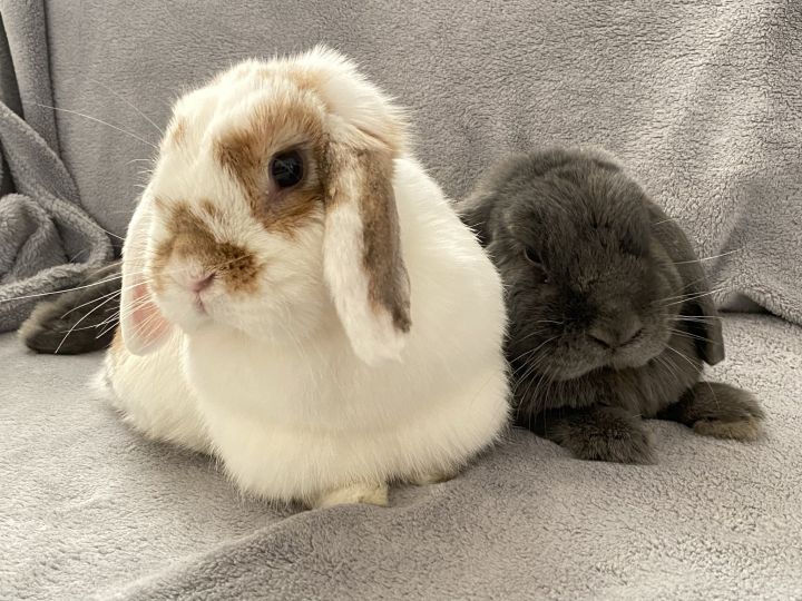 Lop bunnies best sale for adoption