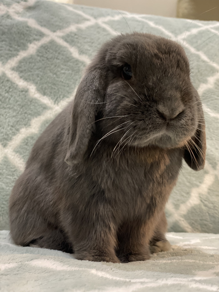 Rabbit for adoption Nori, a Holland Lop & Mini Lop Mix in Los Angeles