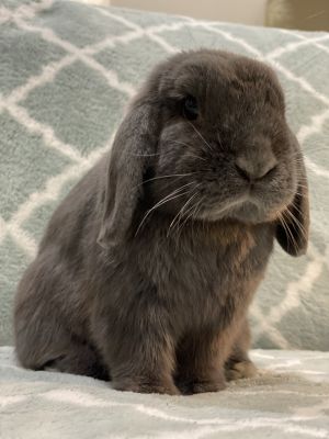 Nori Holland Lop Rabbit