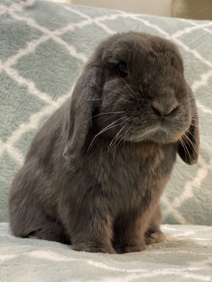 Mini lop best sale and holland lop