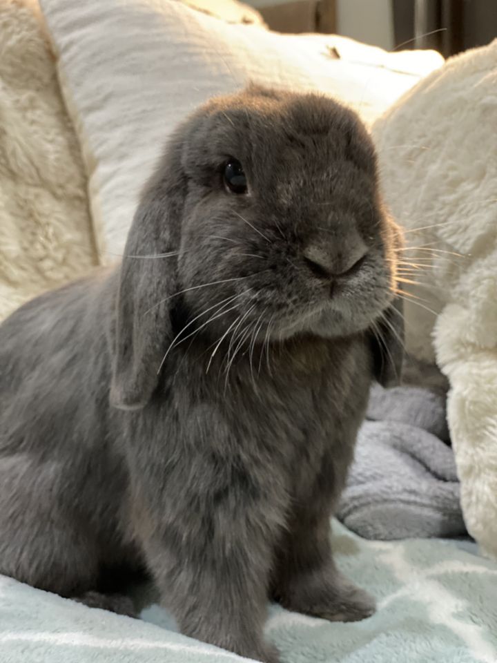 mini lop rabbits fully grown