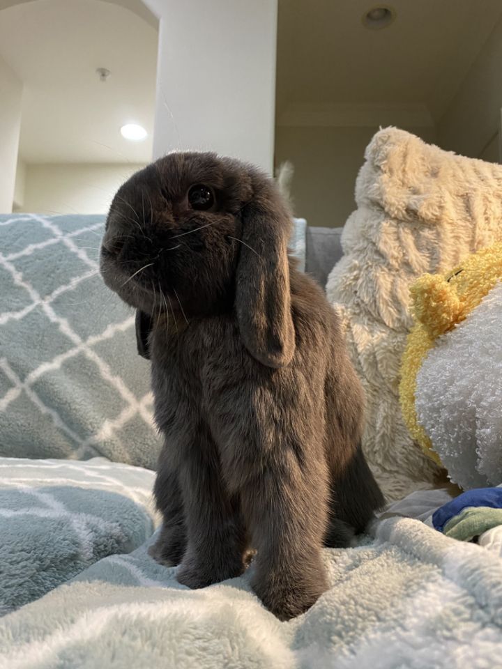 Mini plush lop bunnies for sale near me best sale