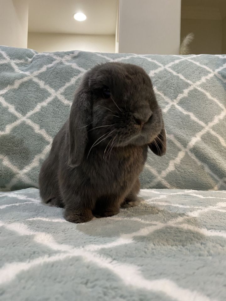 Gray 2024 mini lop