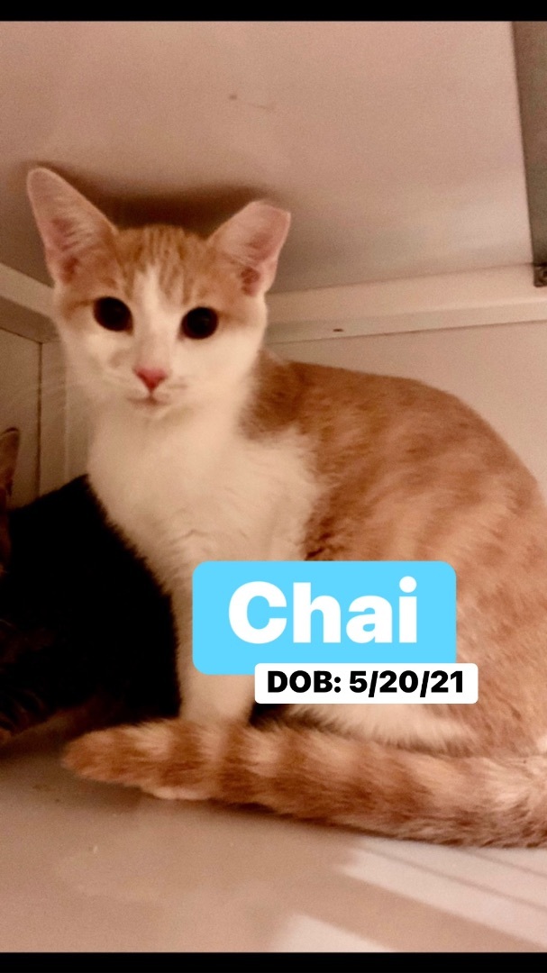 Chai, an adoptable Domestic Short Hair in Memphis, TN, 38104 | Photo Image 3