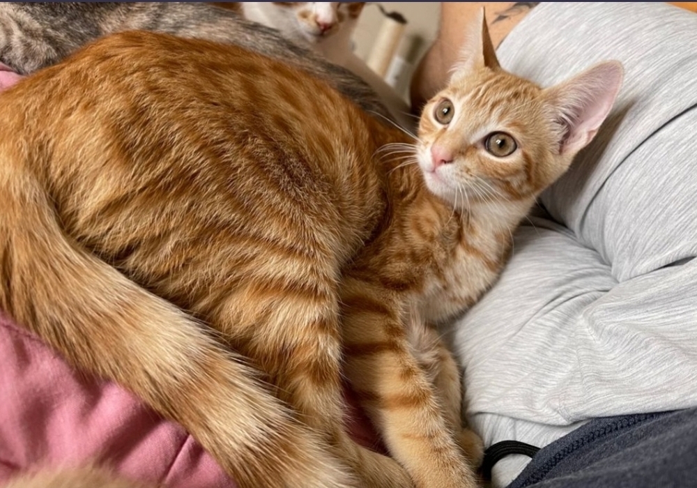 Joey, an adoptable Domestic Medium Hair in Thatcher, AZ, 85552 | Photo Image 1