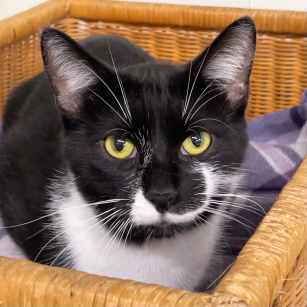 BO, an adoptable Domestic Short Hair in Battle Creek, MI, 49017 | Photo Image 1