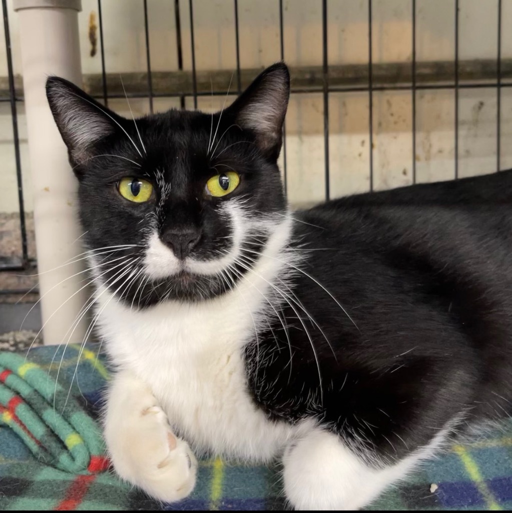 BO, an adoptable Domestic Short Hair in Battle Creek, MI, 49017 | Photo Image 2