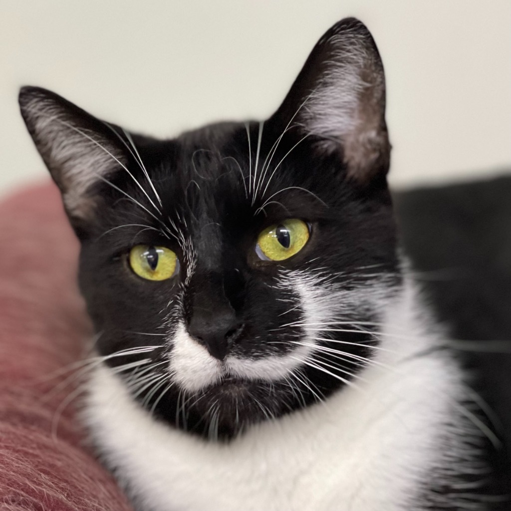 BO, an adoptable Domestic Short Hair in Battle Creek, MI, 49017 | Photo Image 3