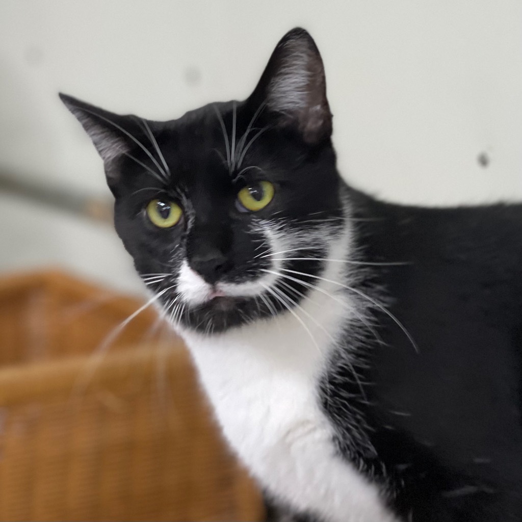 BO, an adoptable Domestic Short Hair in Battle Creek, MI, 49017 | Photo Image 4