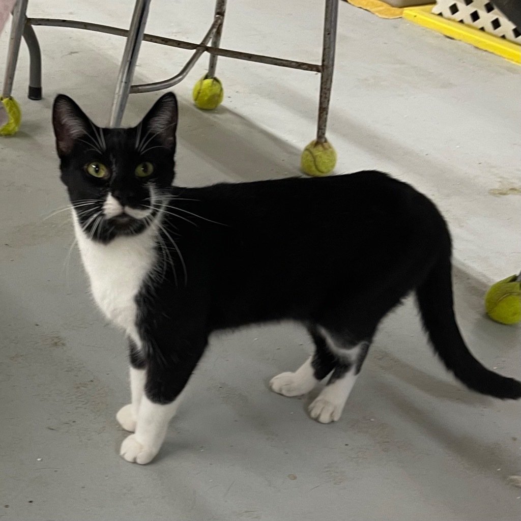 BO, an adoptable Domestic Short Hair in Battle Creek, MI, 49017 | Photo Image 5