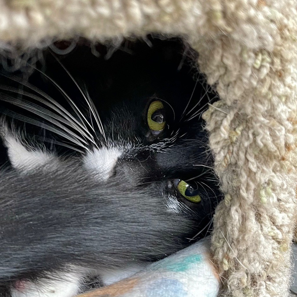 BO, an adoptable Domestic Short Hair in Battle Creek, MI, 49017 | Photo Image 6