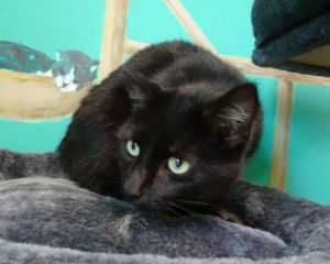 Cats For Adoption Near Bloomington Il Petfinder