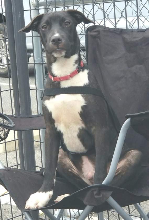Negrito PR Lab Pup, an adoptable Labrador Retriever Mix in New York, NY_image-2