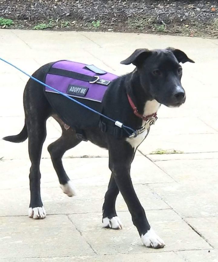 Negrito PR Lab Pup, an adoptable Labrador Retriever Mix in New York, NY_image-1