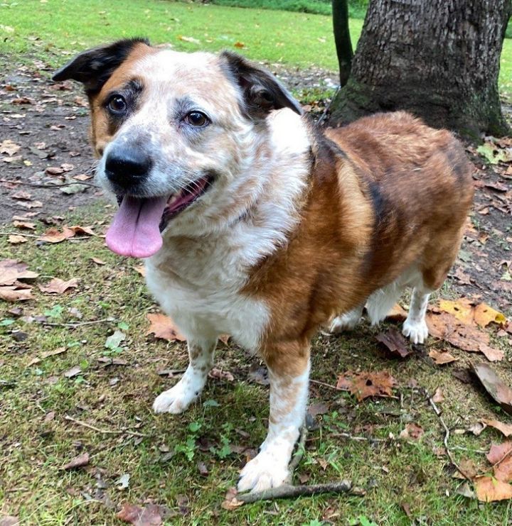 Saint bernard blue heeler hot sale mix